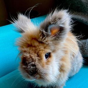 Meet your Posher, Samina